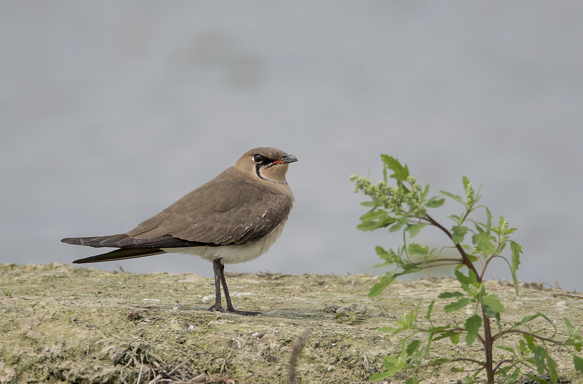 Oriental Pratincole DSC01426.jpg