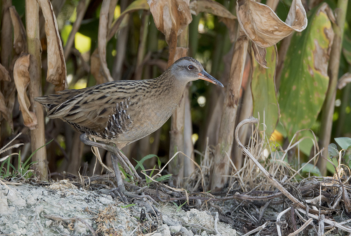 Water Rail DSC02141.jpg