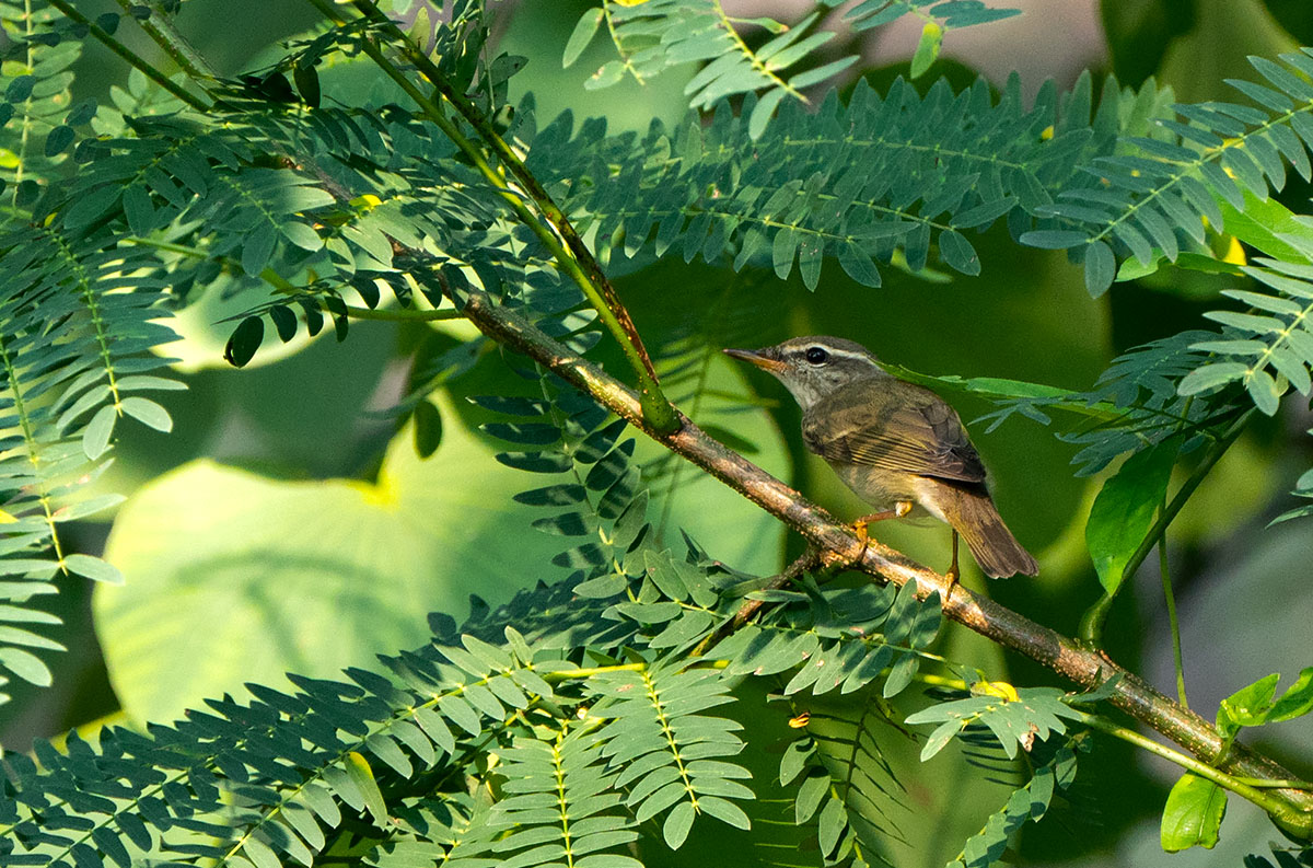 Arctic Warbler Q DSC02503.jpg