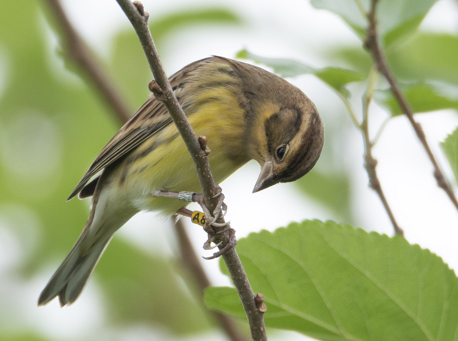 Yellow-breasted Bunting A8 DSC04252.jpg