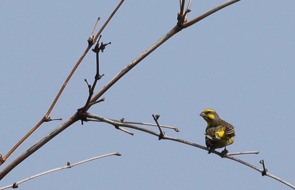 Yellow-fronted Canary 6.JPG