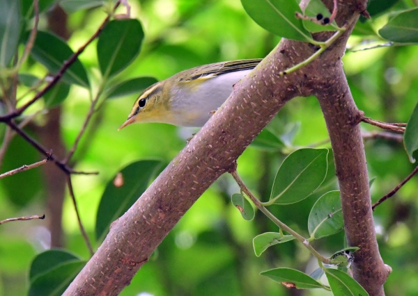 wood warbler001.jpg