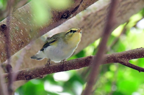 wood warbler003.jpg