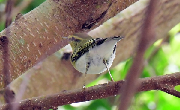 wood warbler004.jpg