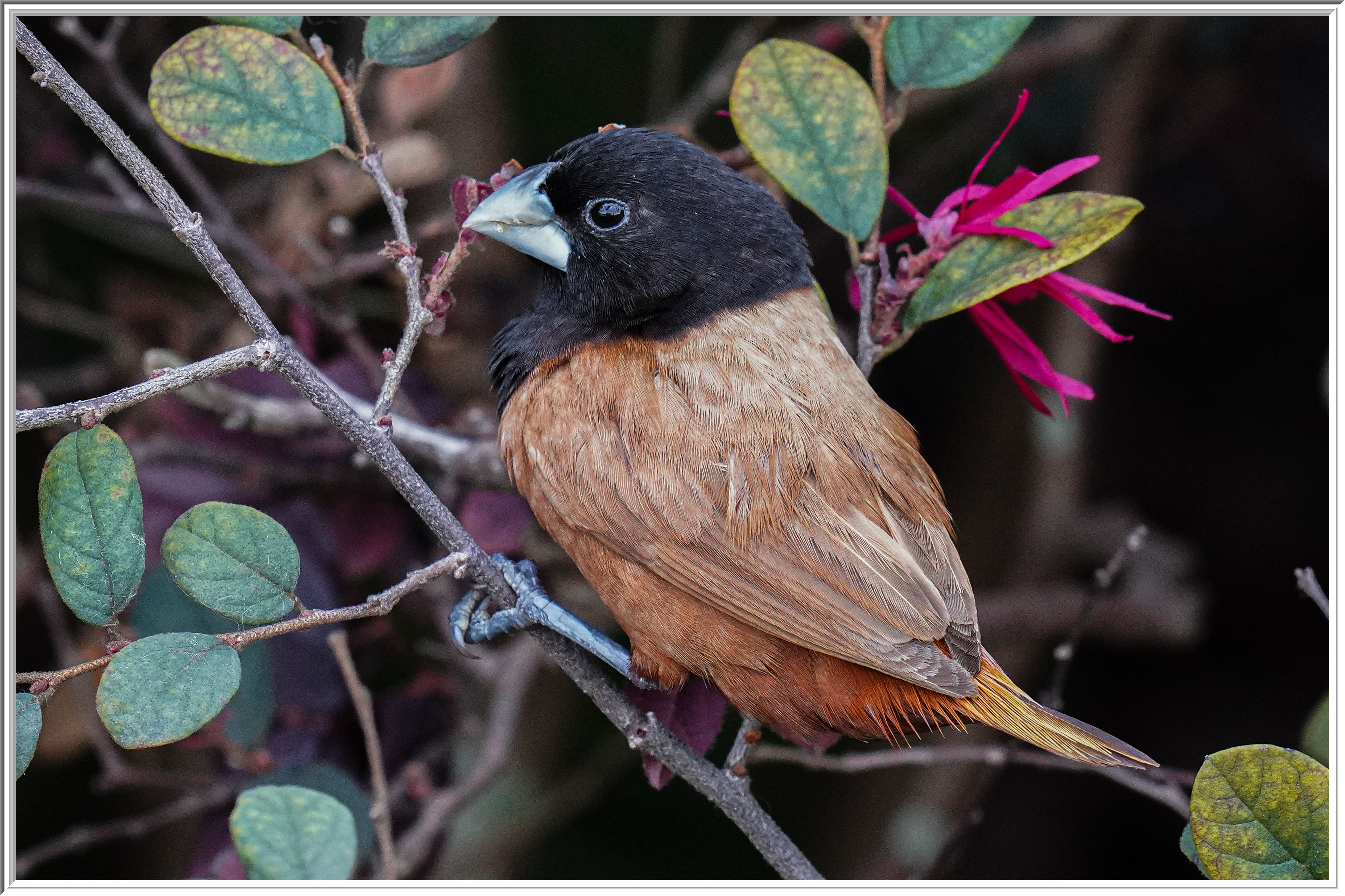 黑頭文鳥(Chestnut Munia) - Buntings 鵐- Landbirds 陸鳥- HKBWS Forum 香港觀鳥會討論區-  Powered by Discuz!