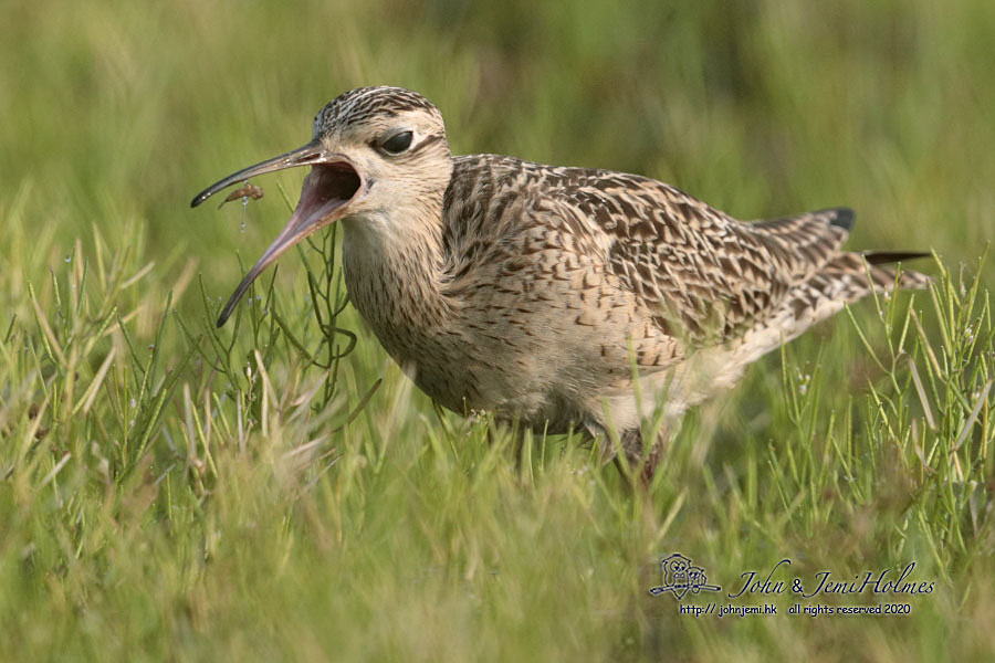 LittleCurlew_JGH_CCC8172-01.jpg