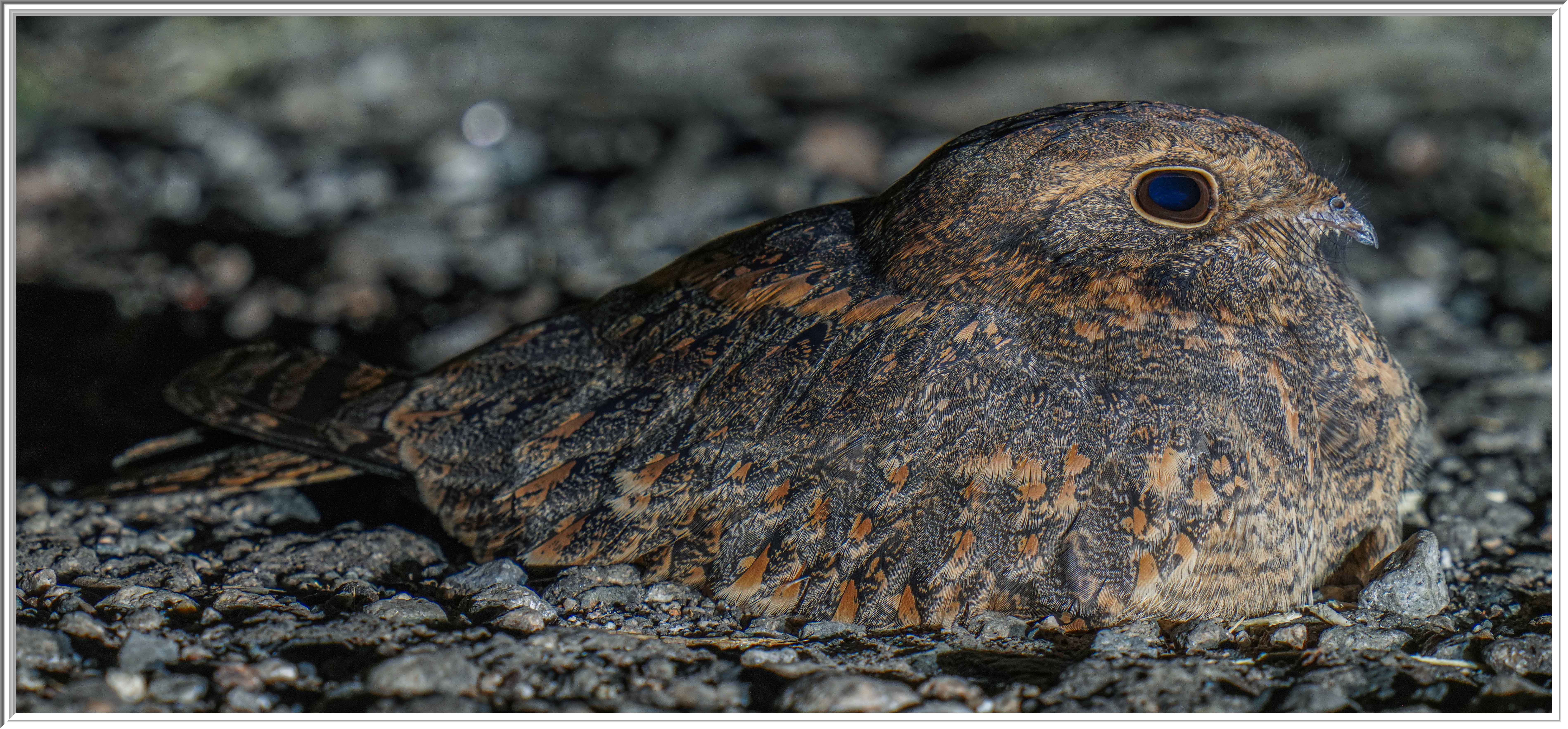 林夜鷹 (Savanna Nightjar) - 1.jpg