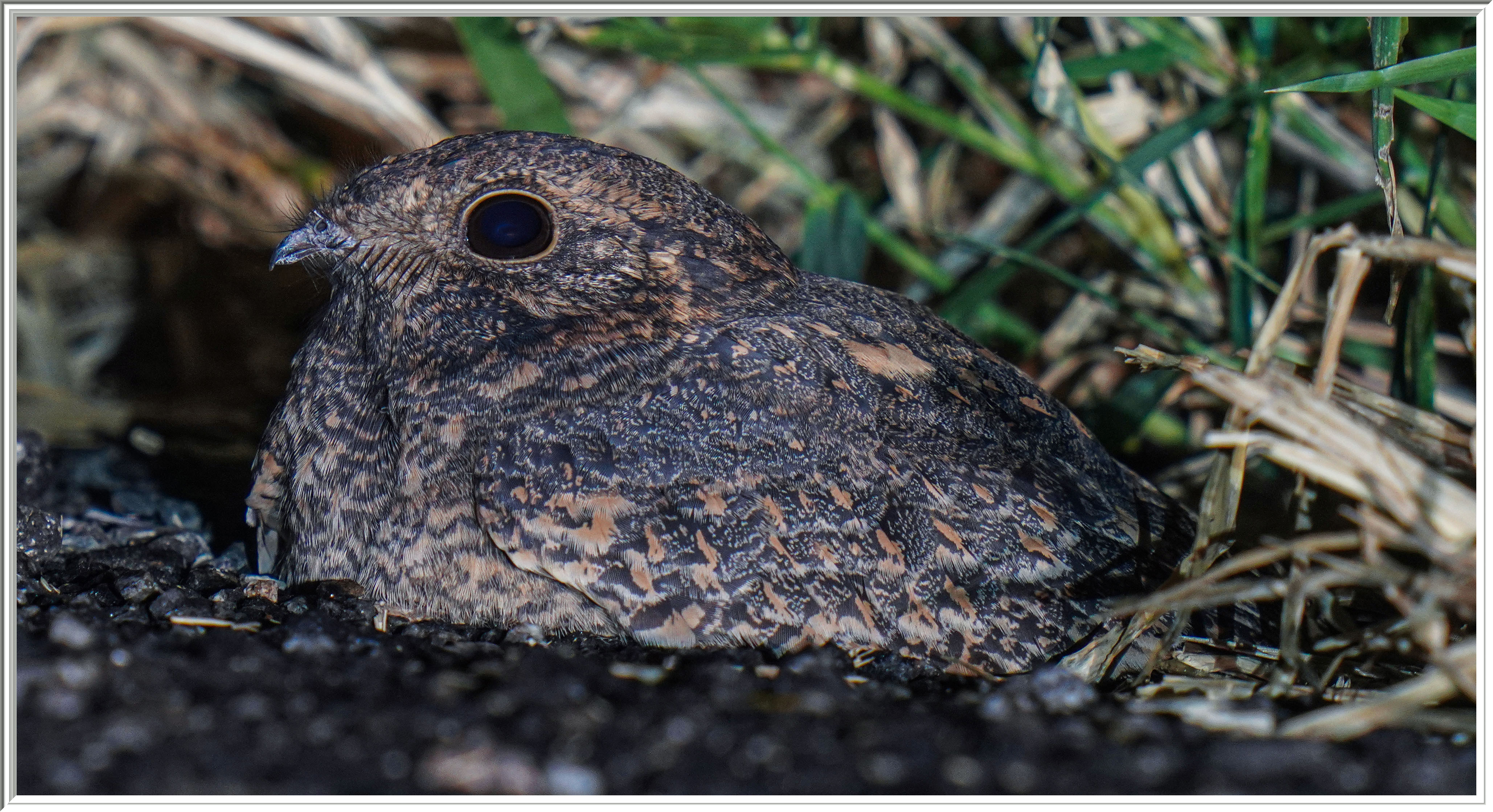 林夜鷹 (Savanna Nightjar) - 4.jpg