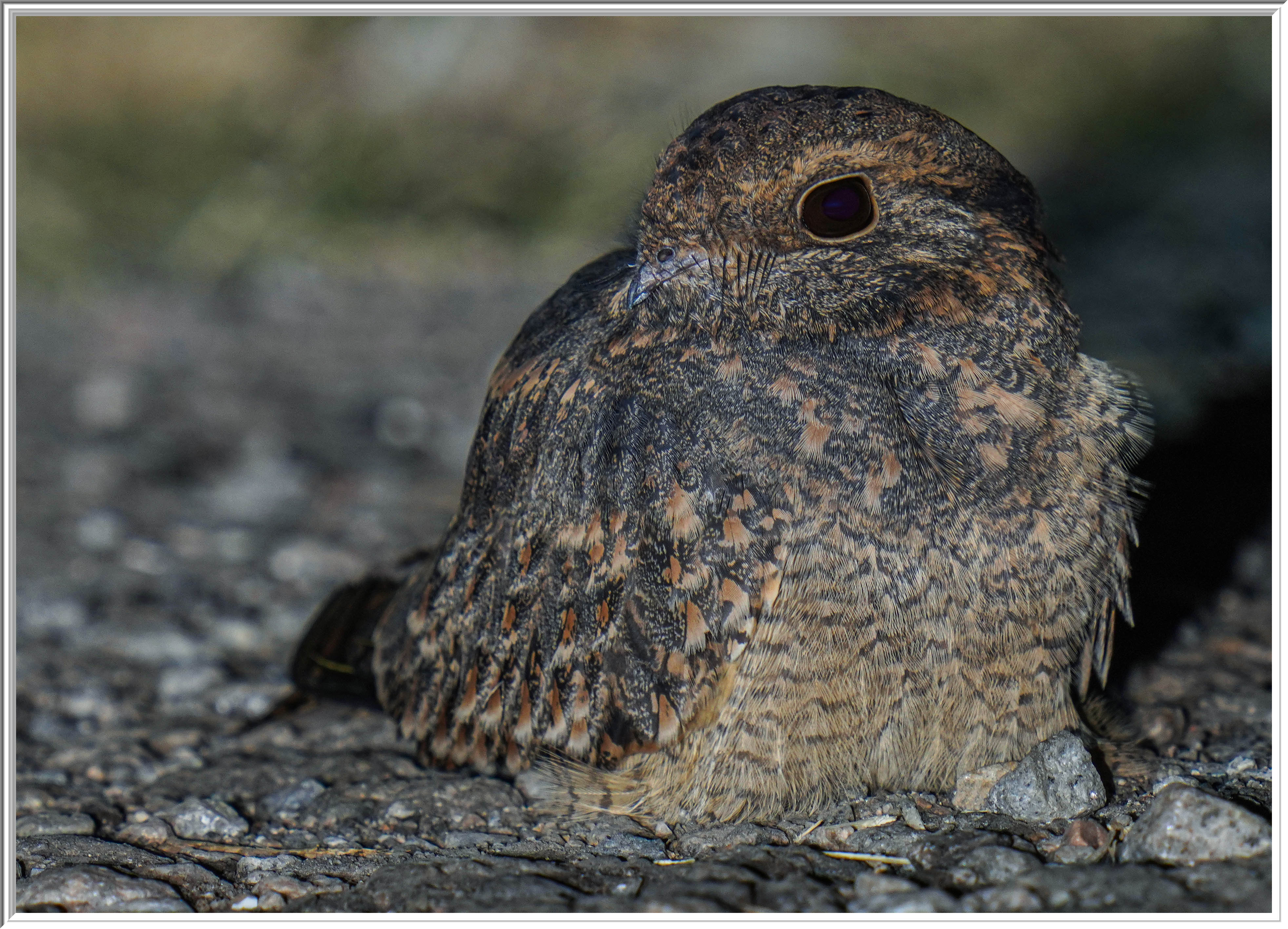 林夜鷹 (Savanna Nightjar) - 2.jpg