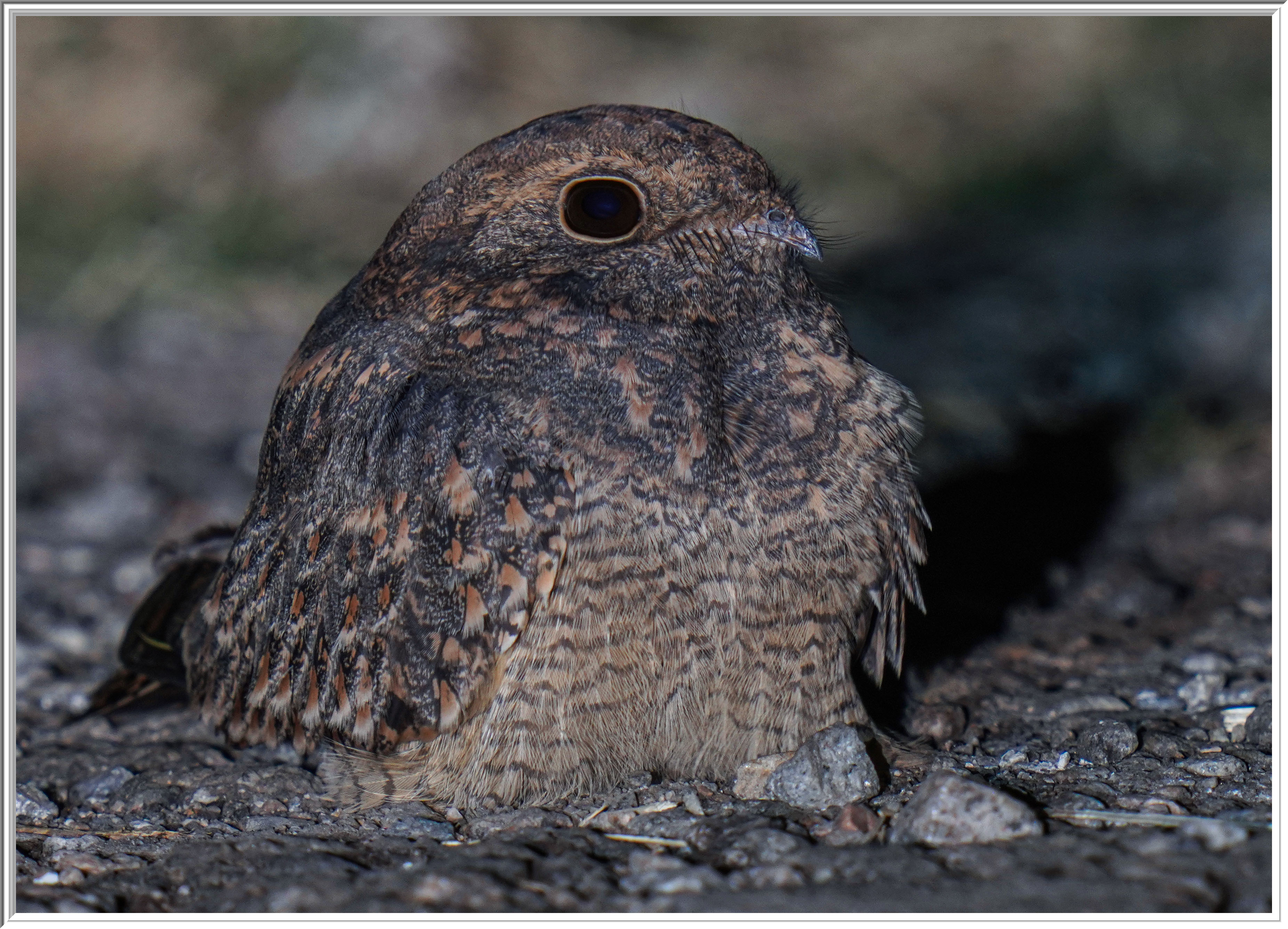 林夜鷹 (Savanna Nightjar) - 3.jpg