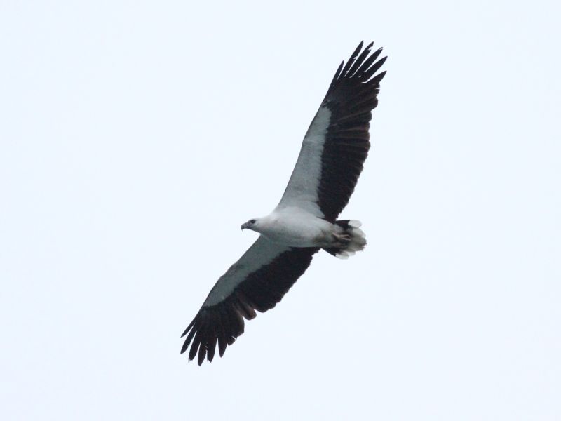 White-bellied Sea Eagle.jpg