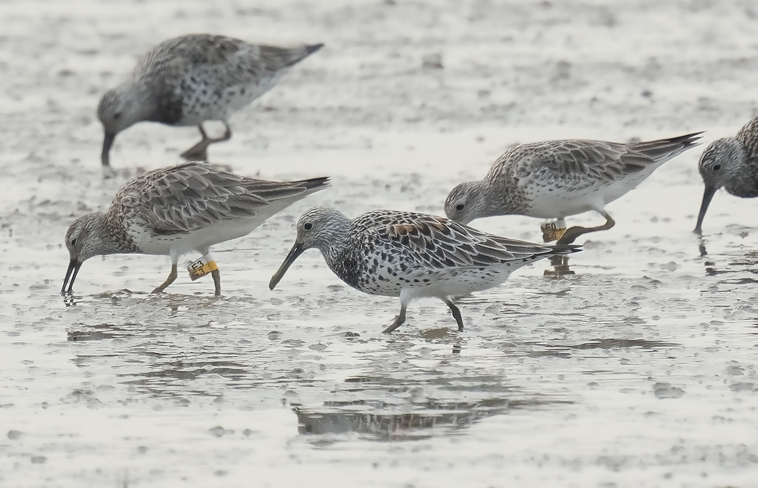 Great Knot DSC08828 D+G.jpg