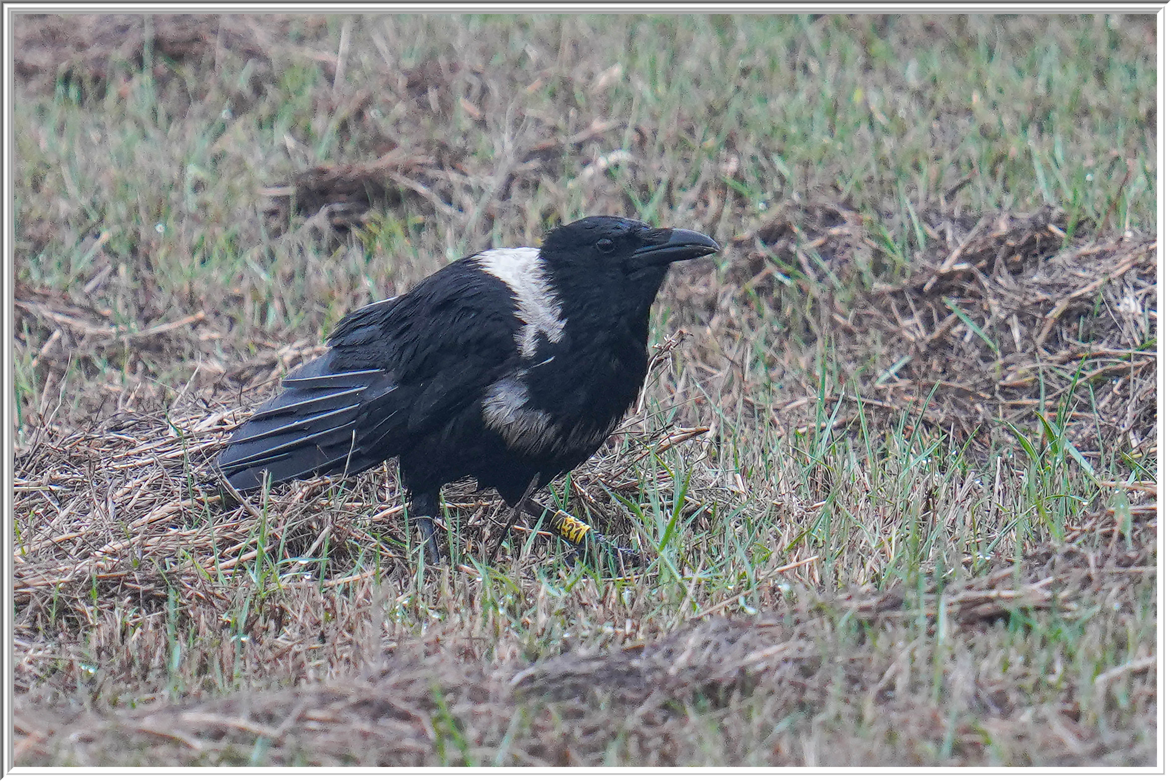 白頸鴉 (Collared Crow) - 2.jpg