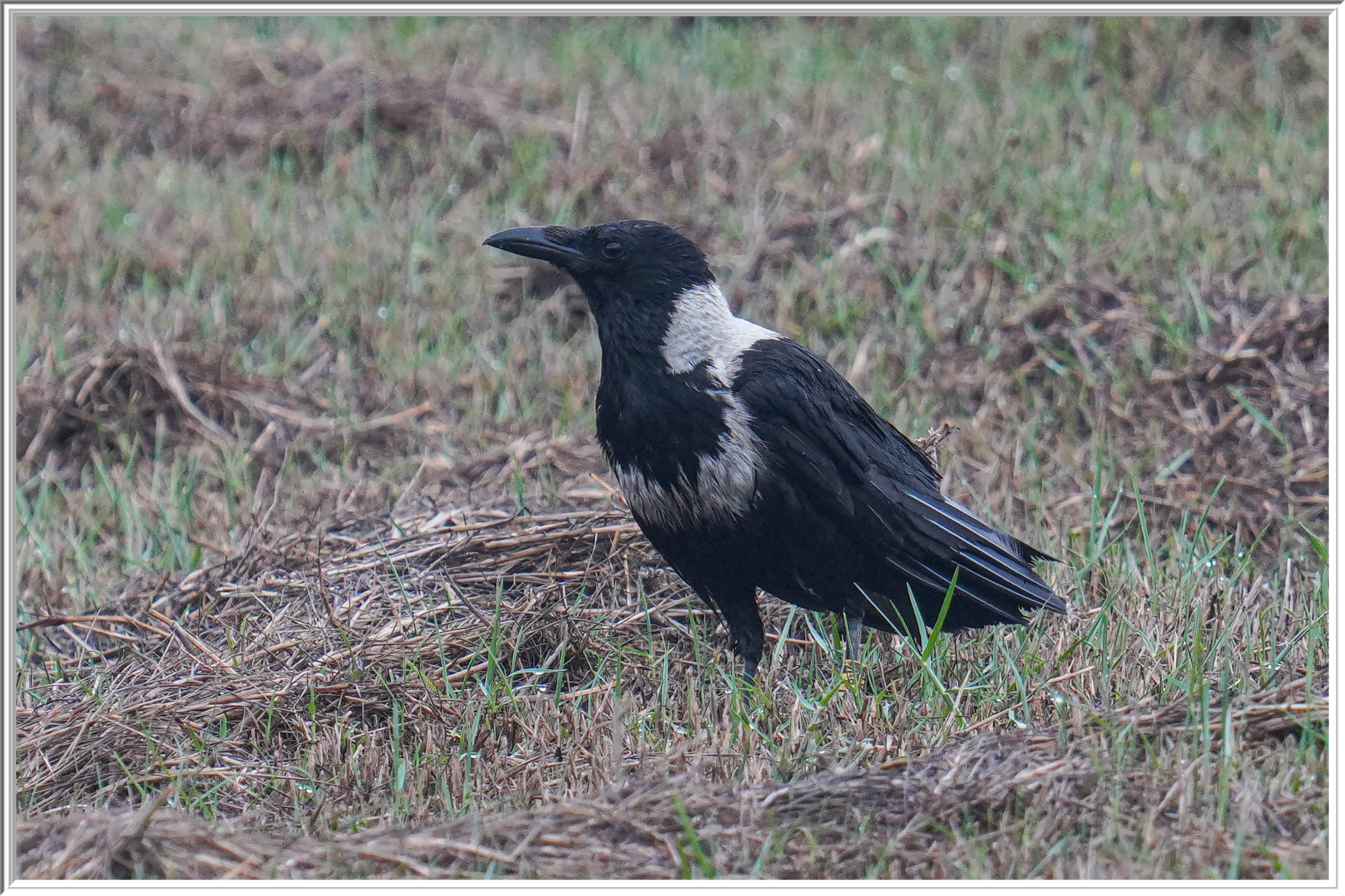 白頸鴉 (Collared Crow) - 3.jpg