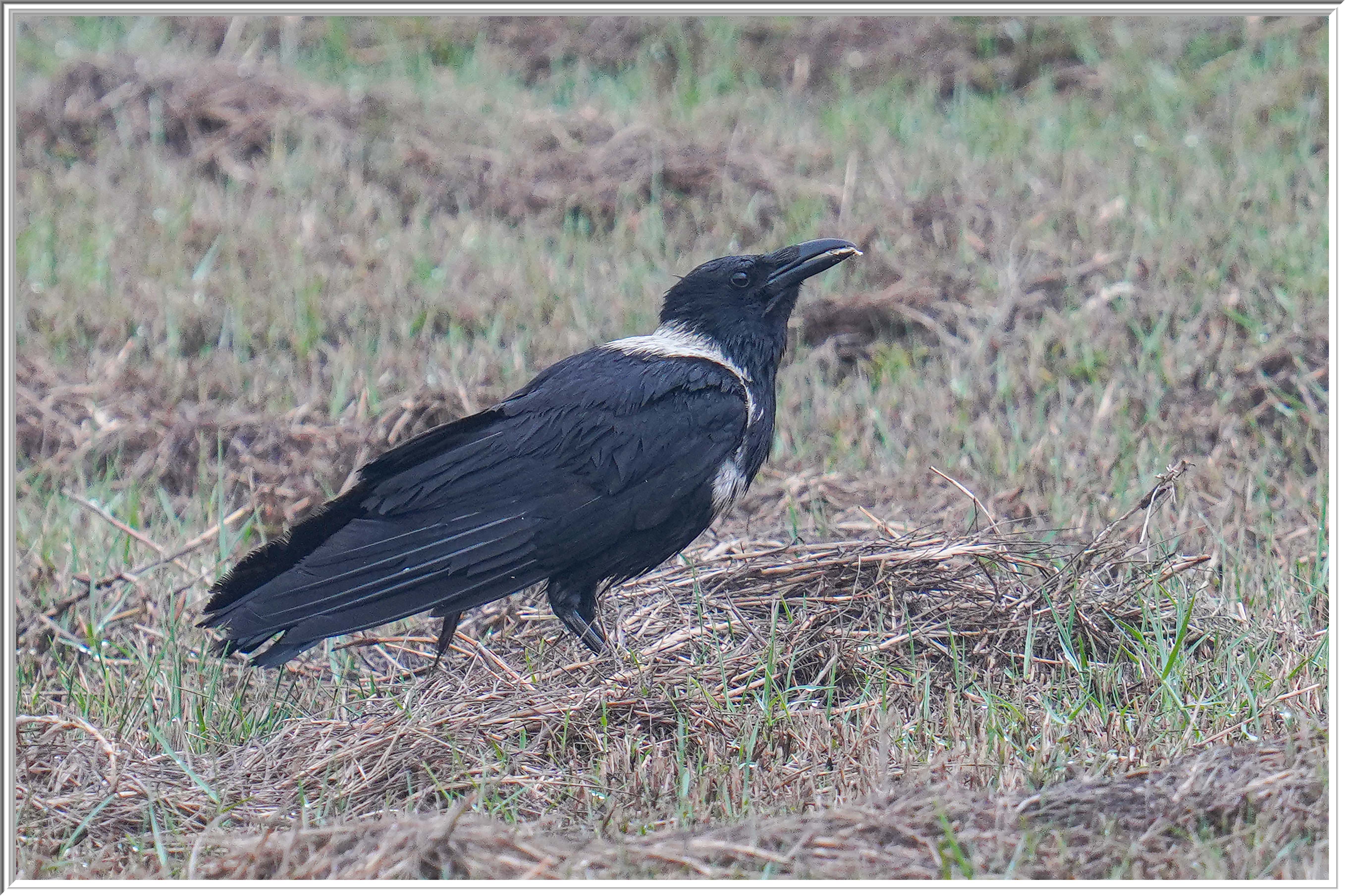 白頸鴉 (Collared Crow) - 1.jpg