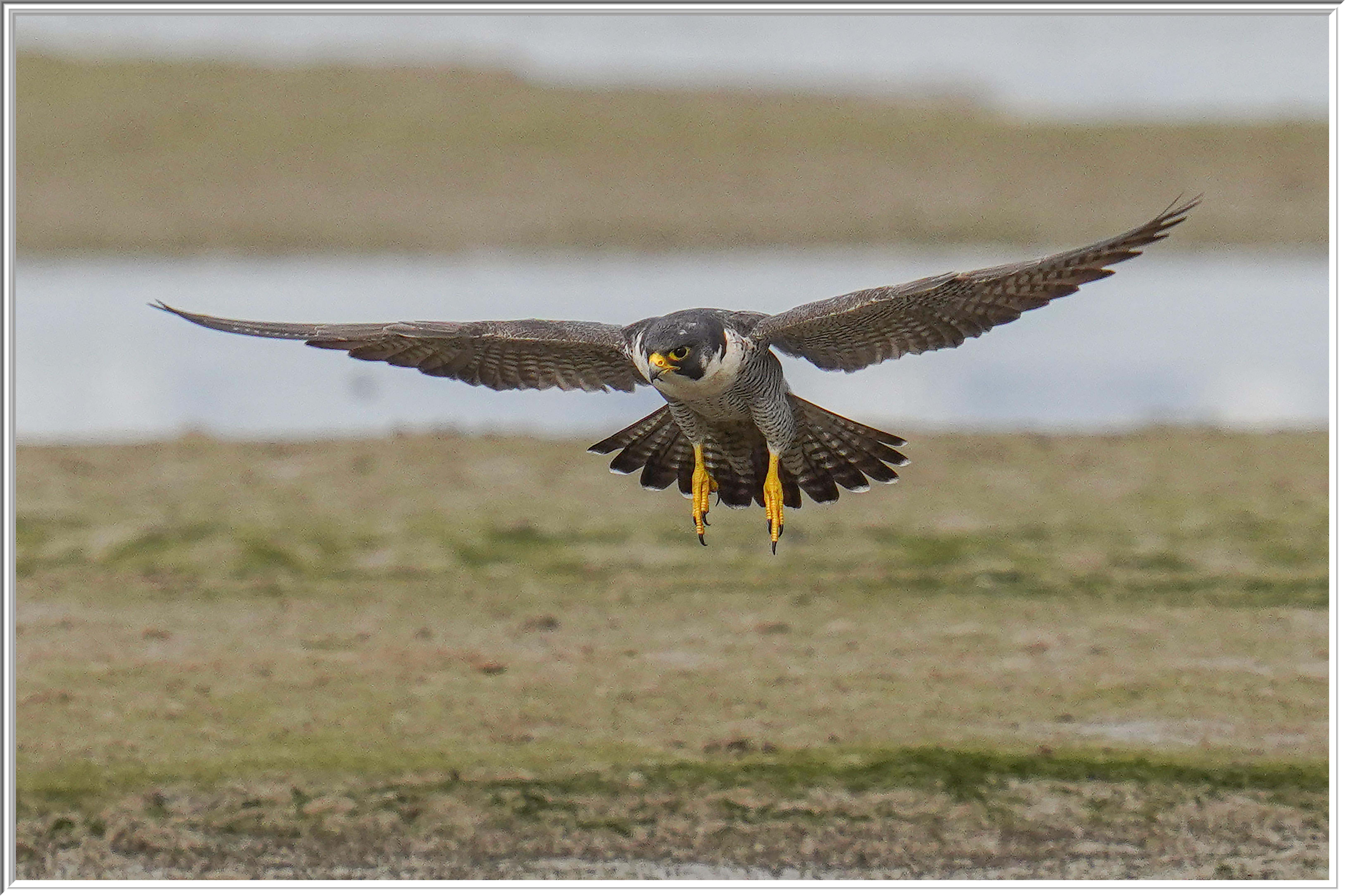 游隼 (Peregrine Falcon) - 1.jpg