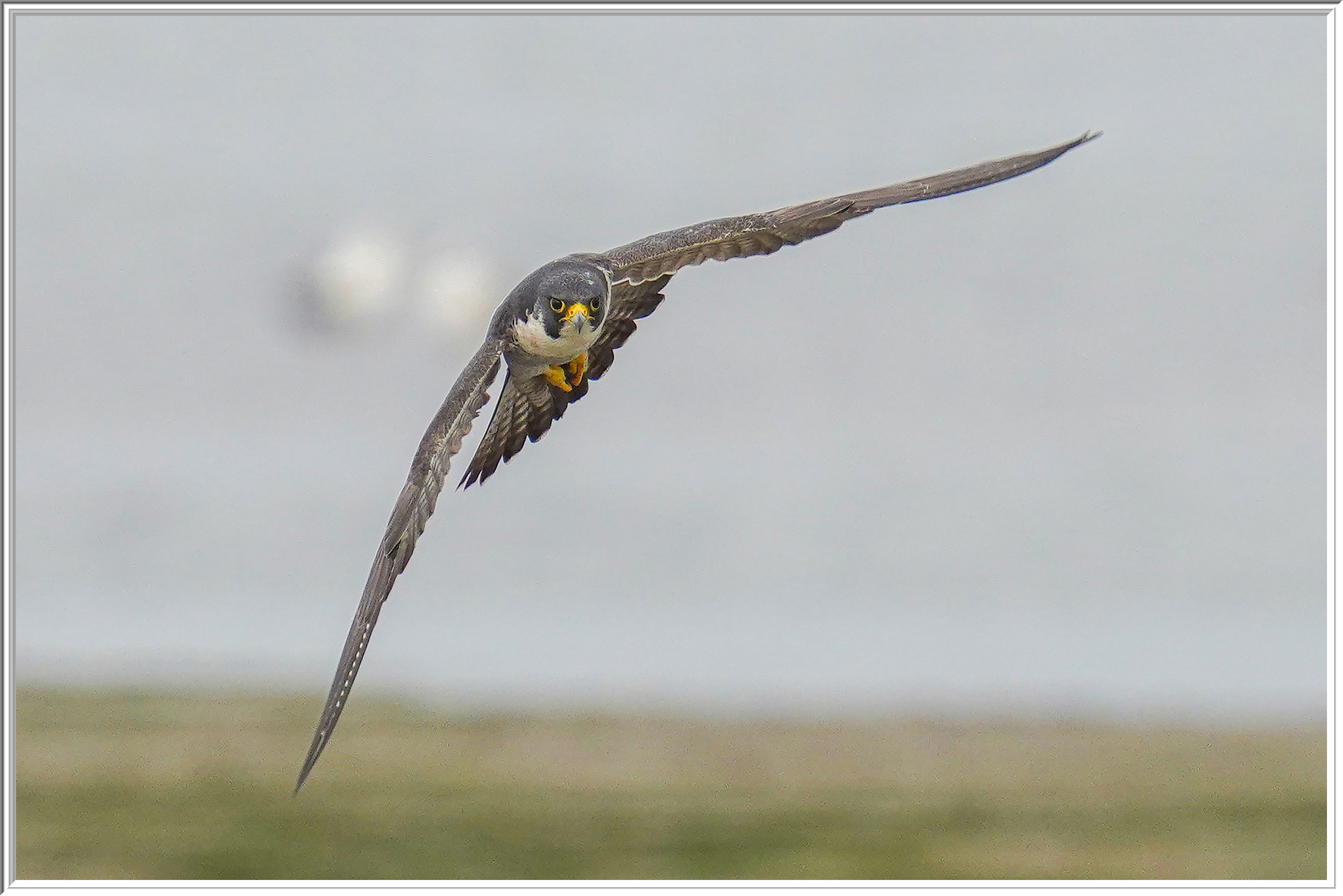 游隼 (Peregrine Falcon) - 5.jpg