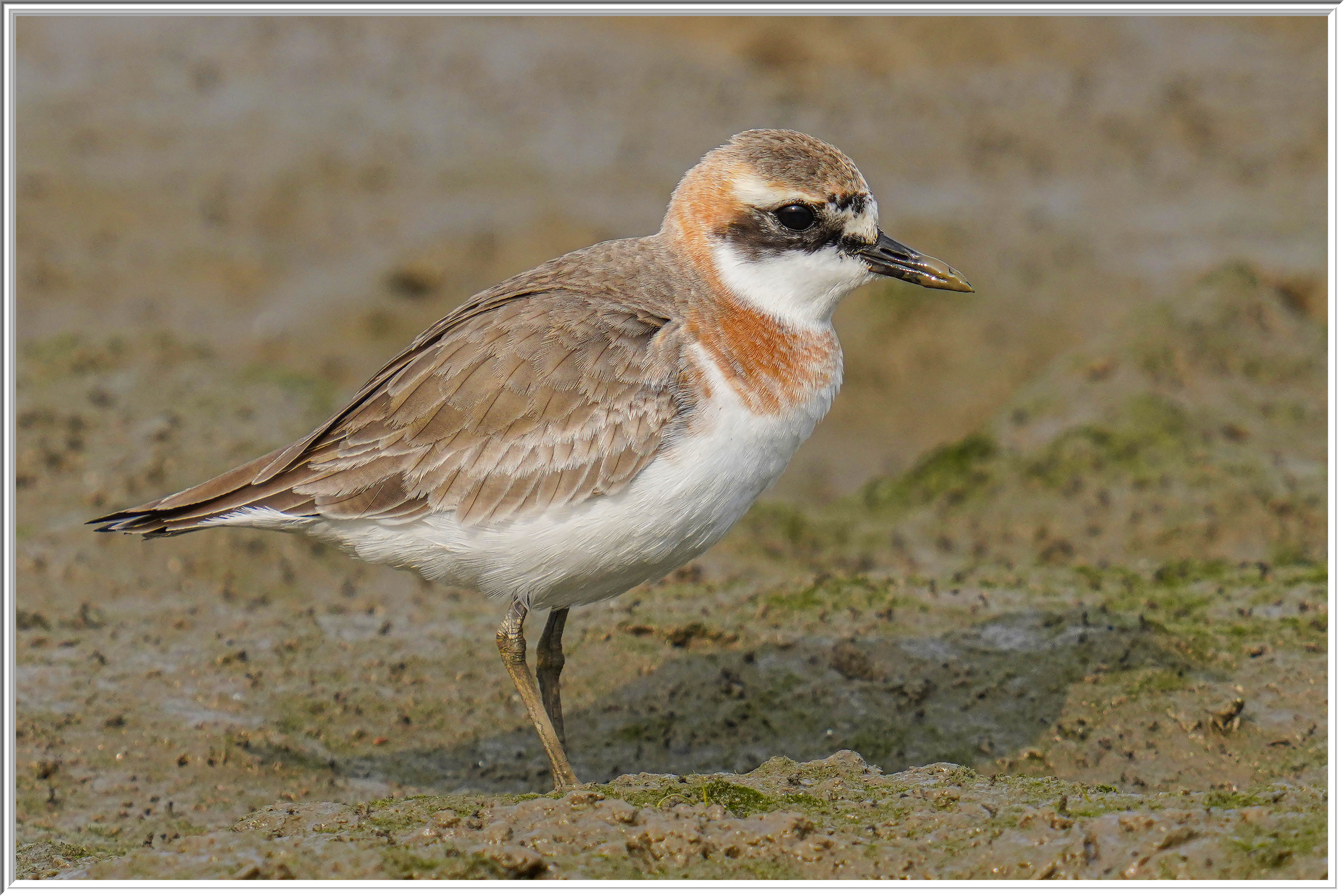 蒙古沙鴴 (Lesser Sand Plover) - 1.jpg