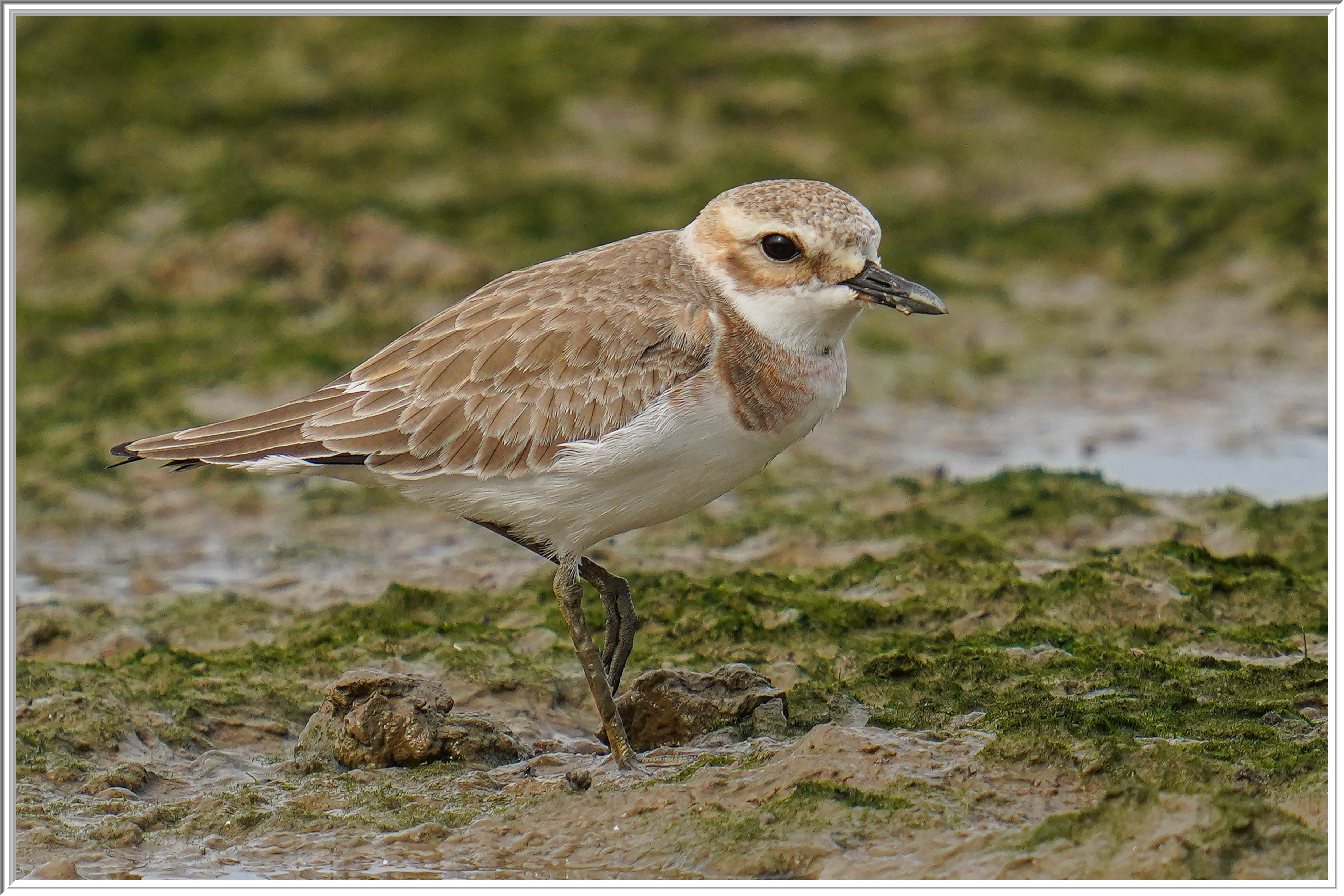 蒙古沙鴴 (Lesser Sand Plover) - 2.jpg