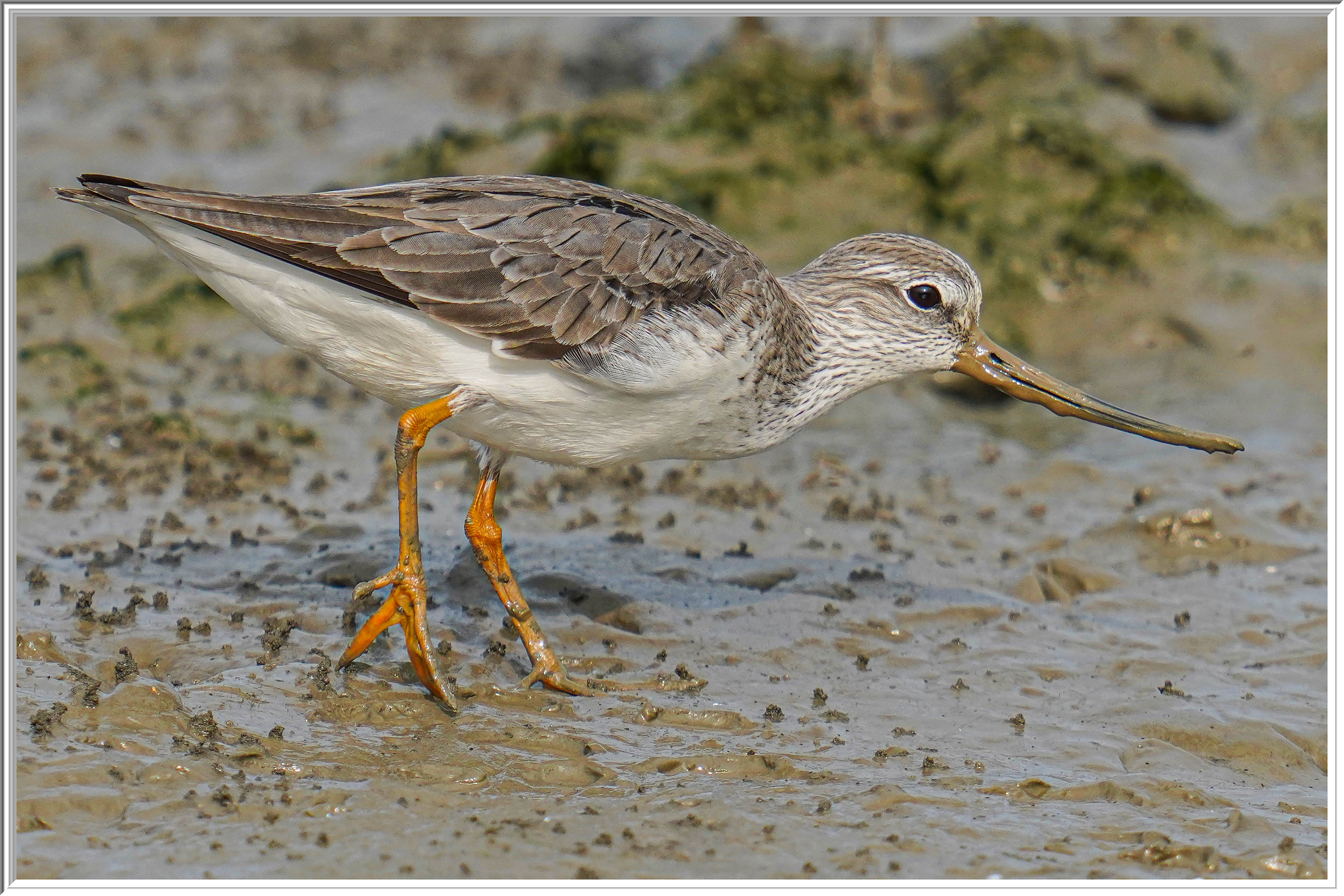 翹嘴鷸 (Terek Sandpiper) - 2.jpg