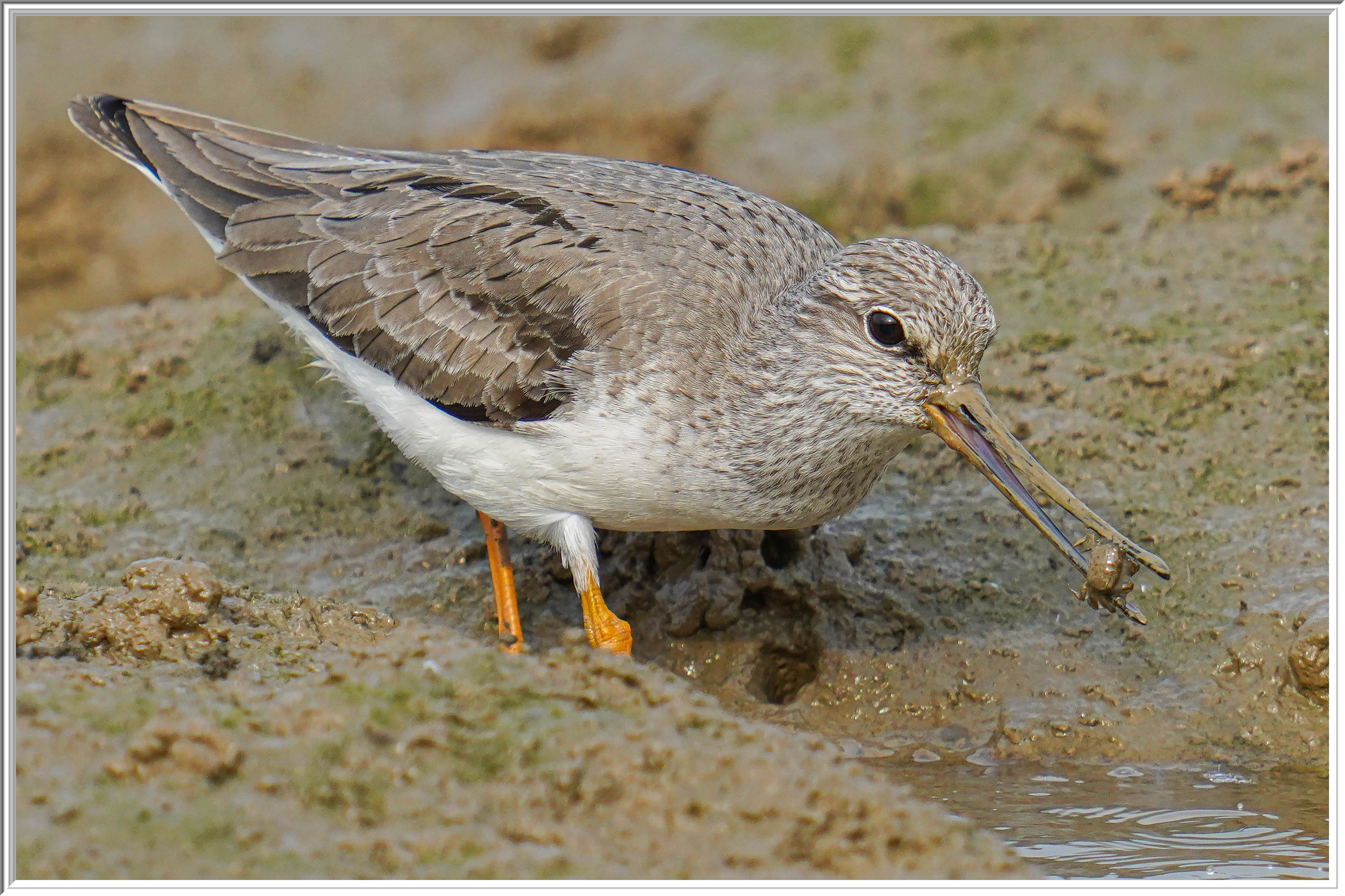 翹嘴鷸 (Terek Sandpiper) - 1.jpg