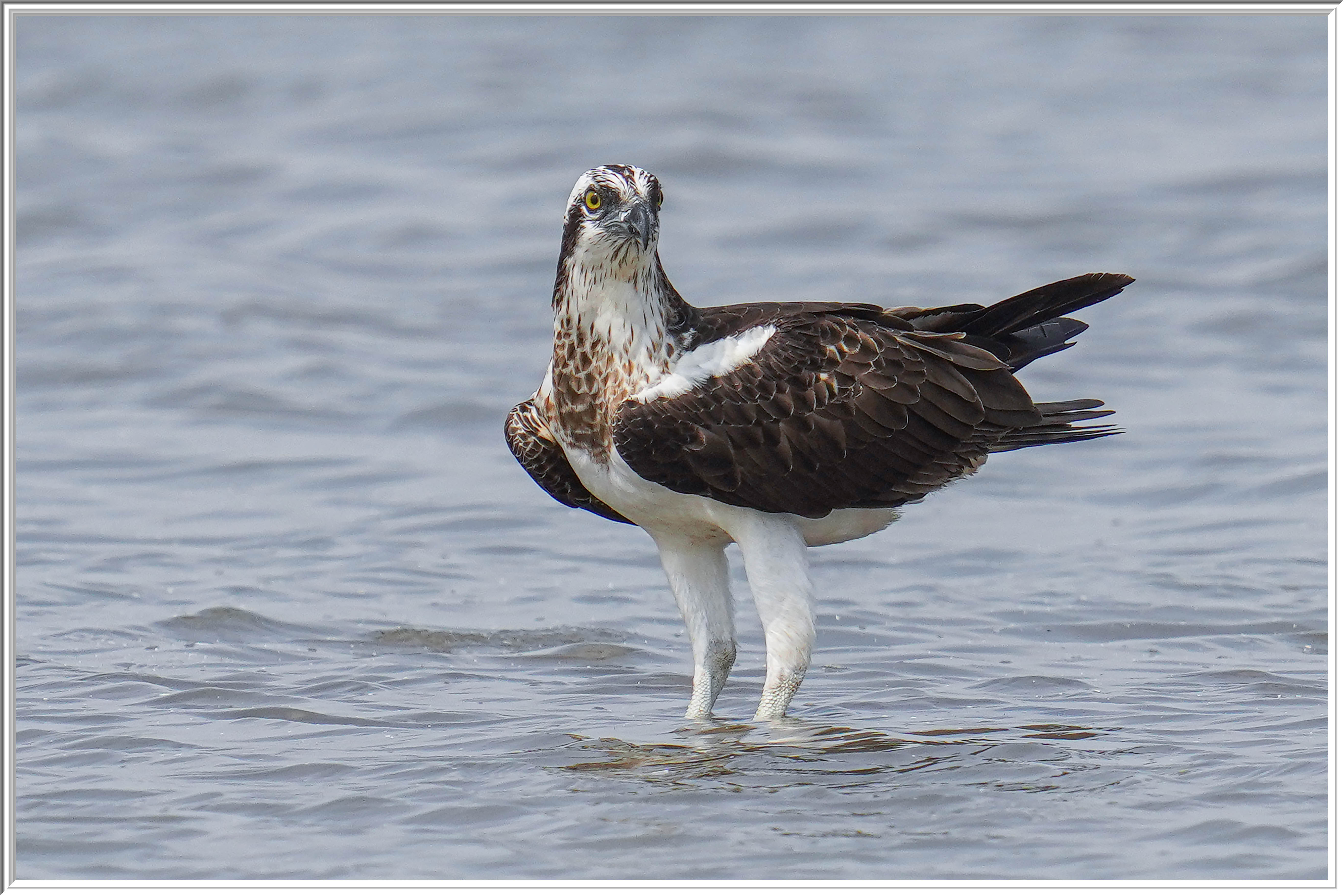 魚鷹 (Osprey) - 1.jpg