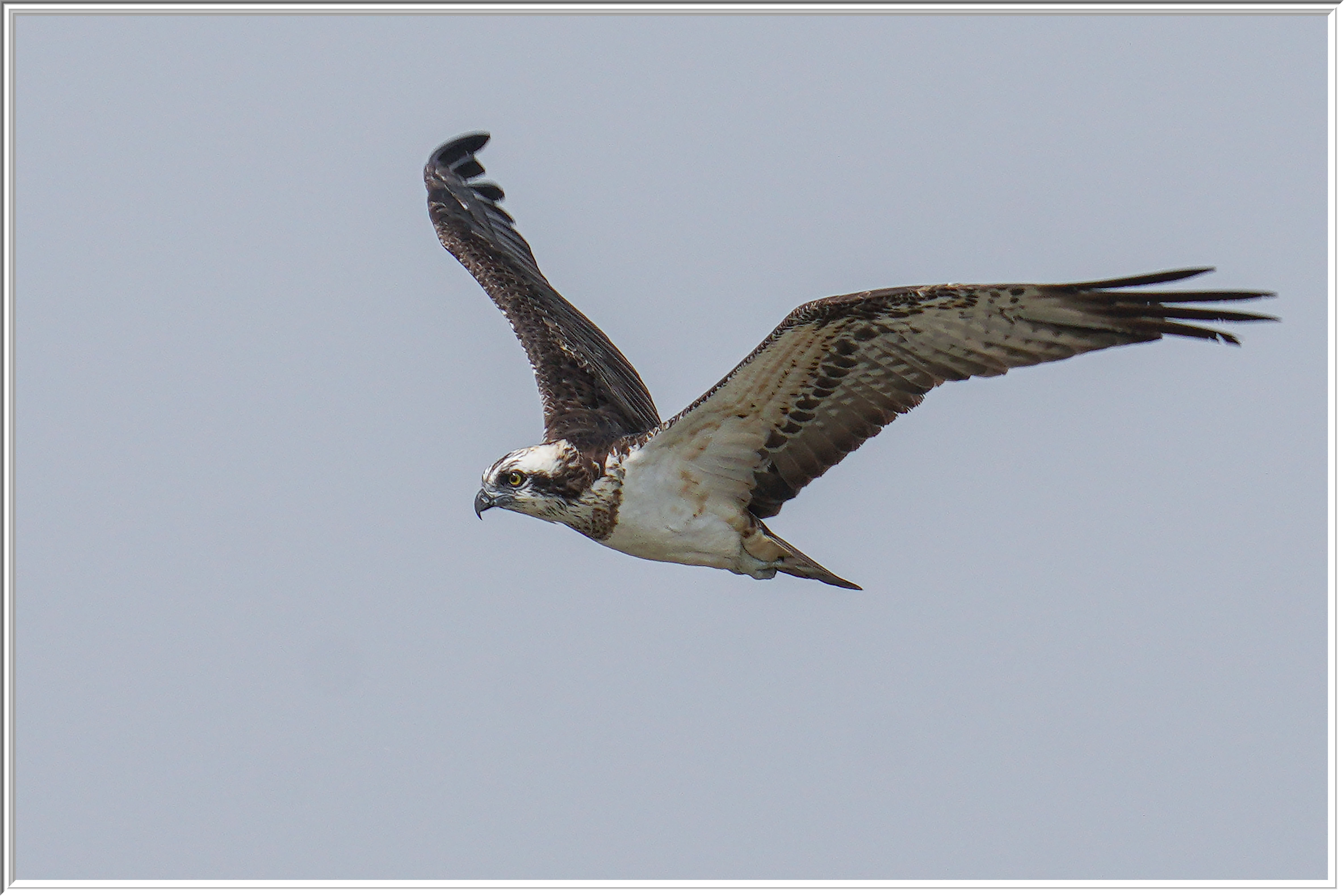 魚鷹 (Osprey) - 6.jpg