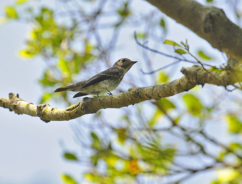 dark sided flycatcher juv _DSC9394.jpg