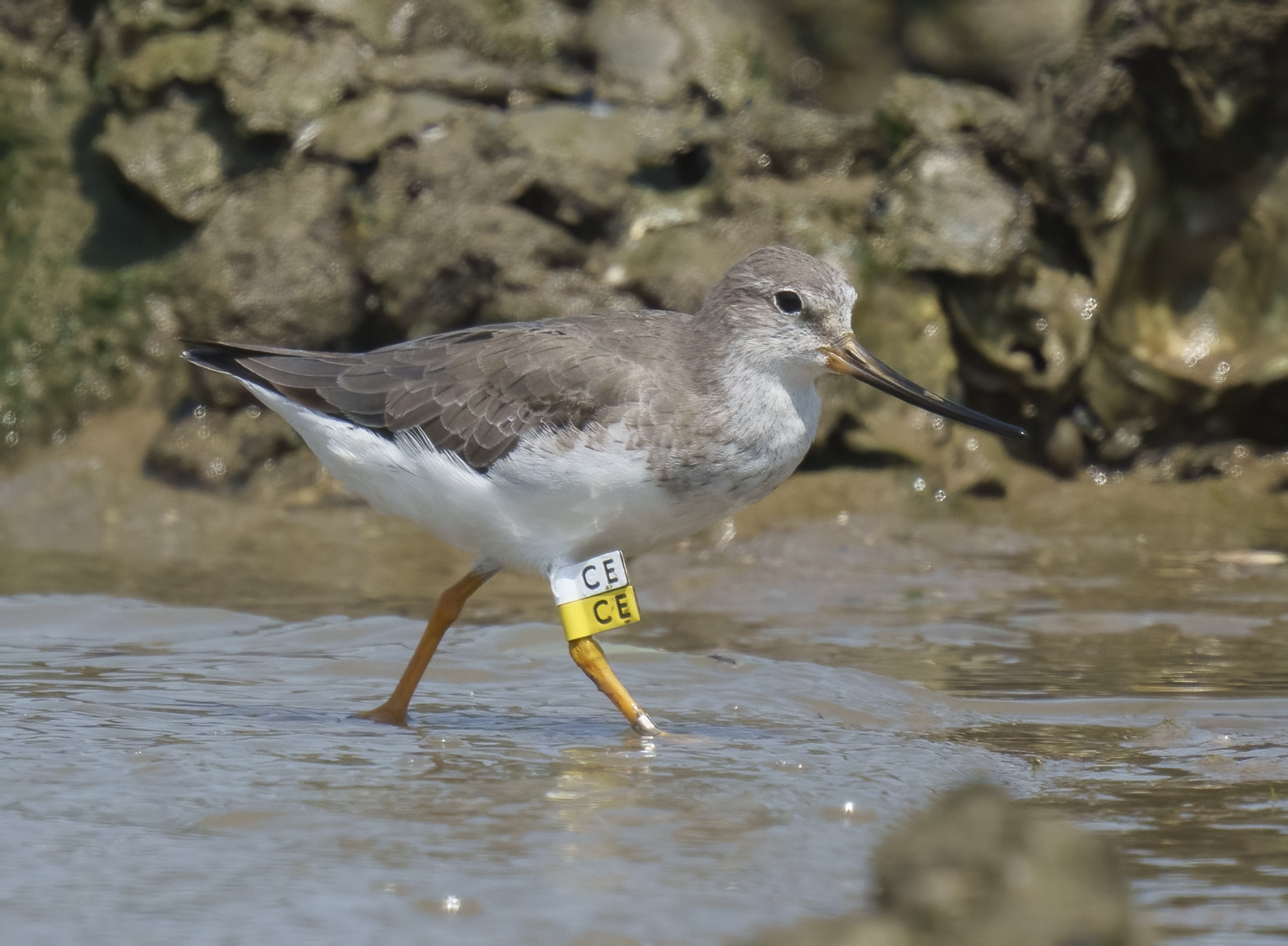 Terek Sandpiper DSC00206 D.jpg