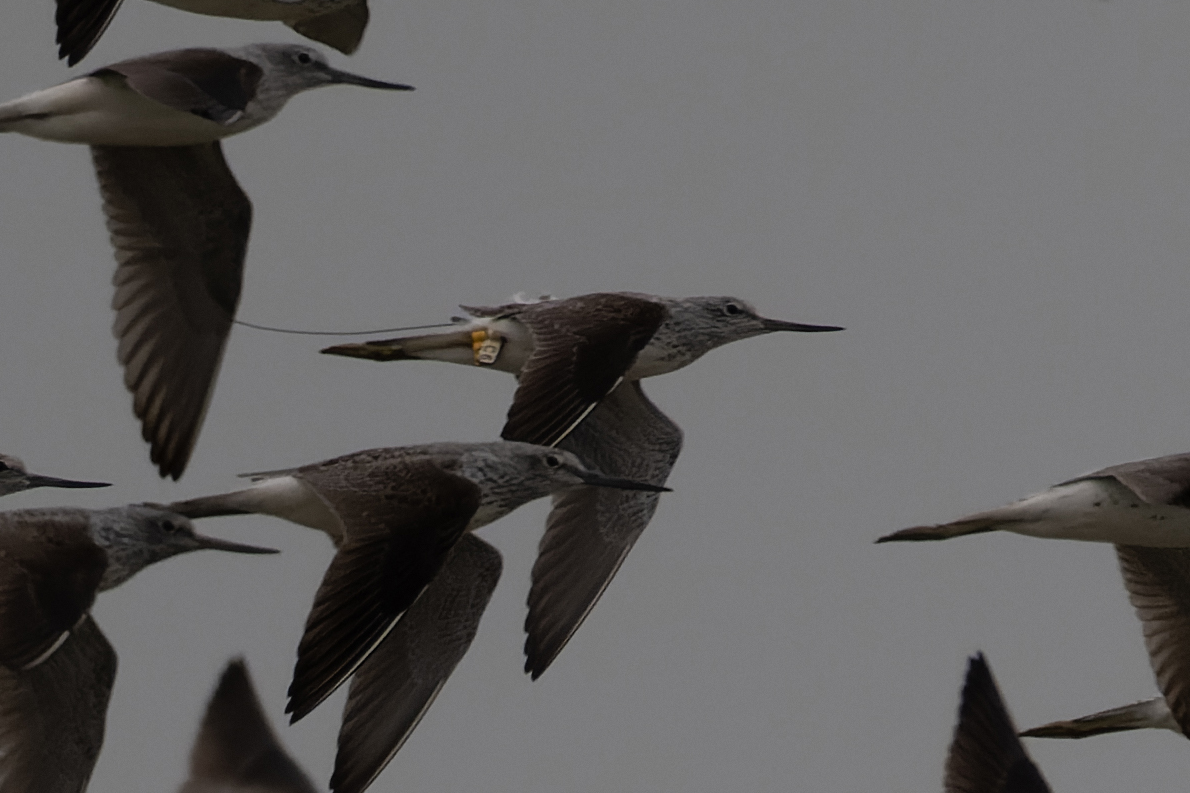 cntlaw_hkbws_commongreenshank01.jpg