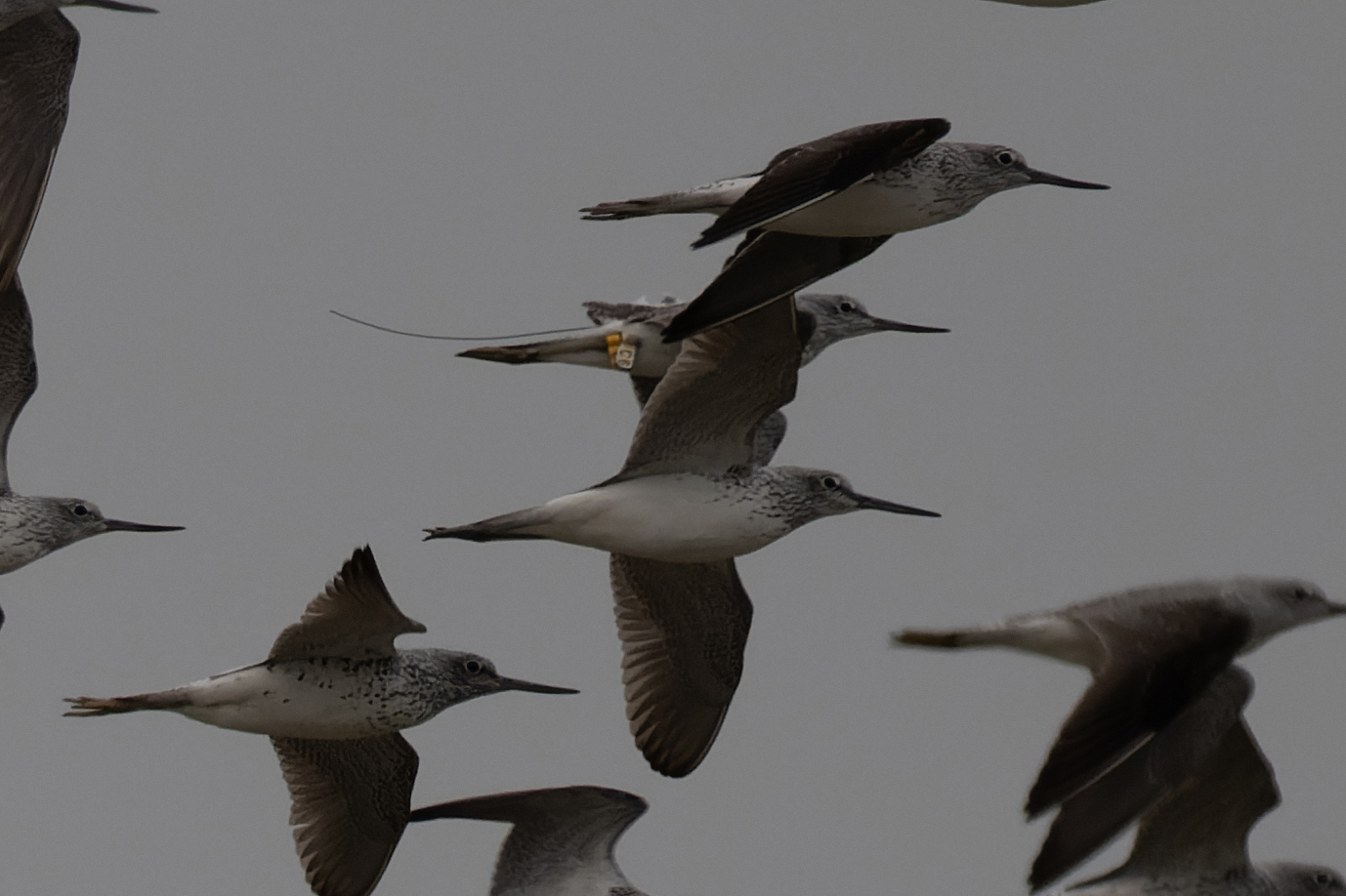 cntlaw_hkbws_commongreenshank02.jpg