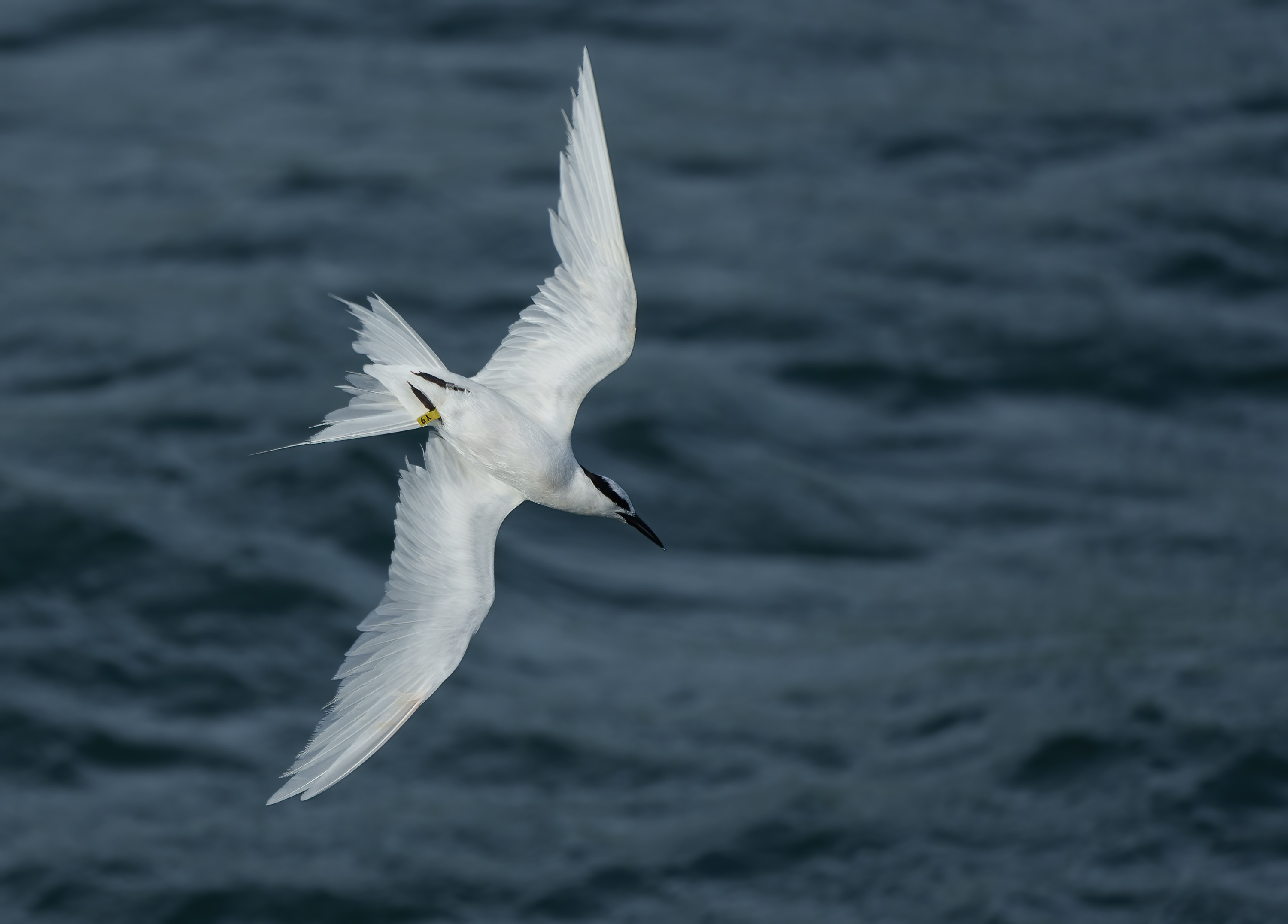 Black-naped Tern Y9 DSC07877.jpg