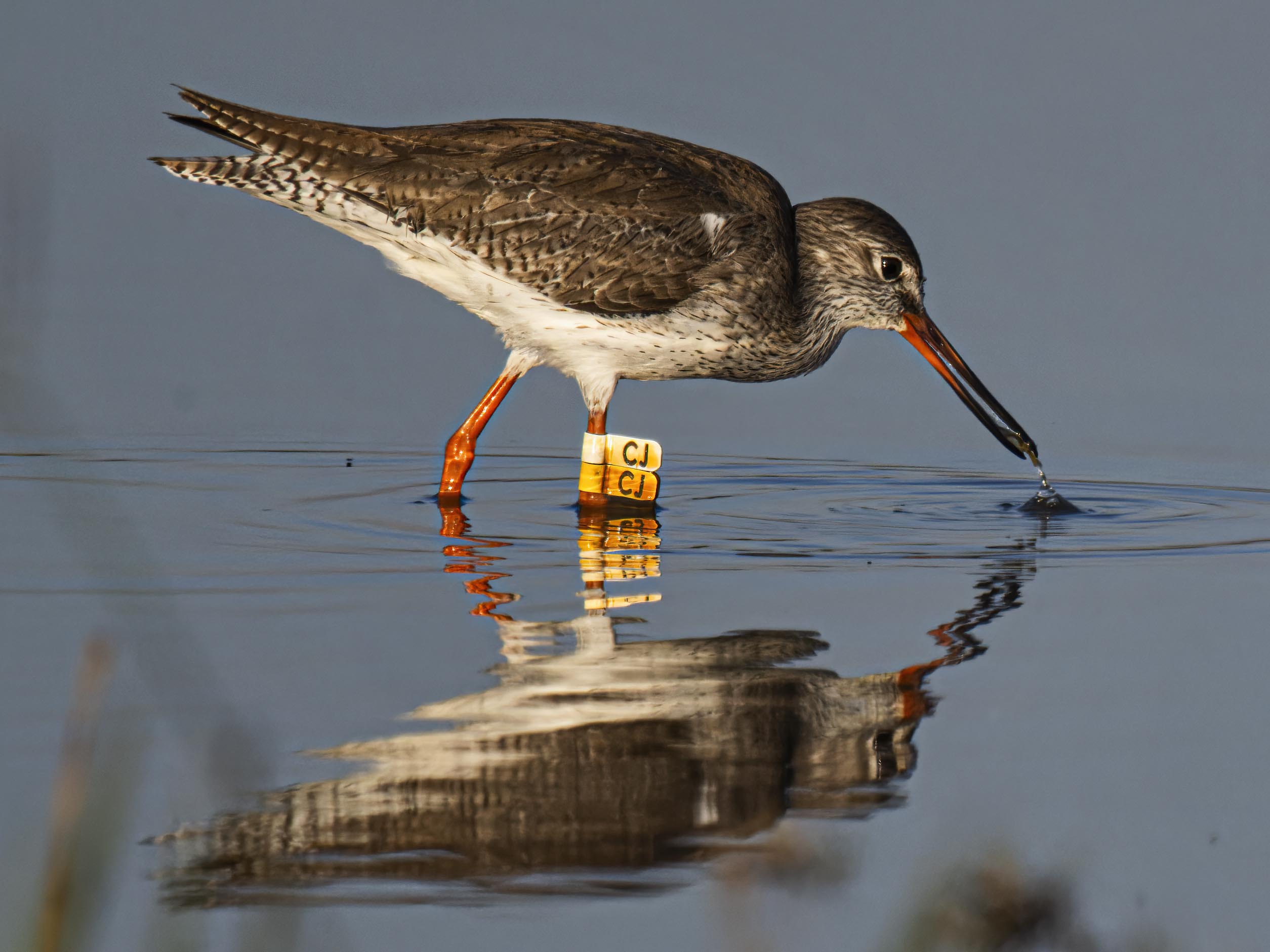 CommonRedshank_CJ_20231121_HKBWS_cntlaw.jpg