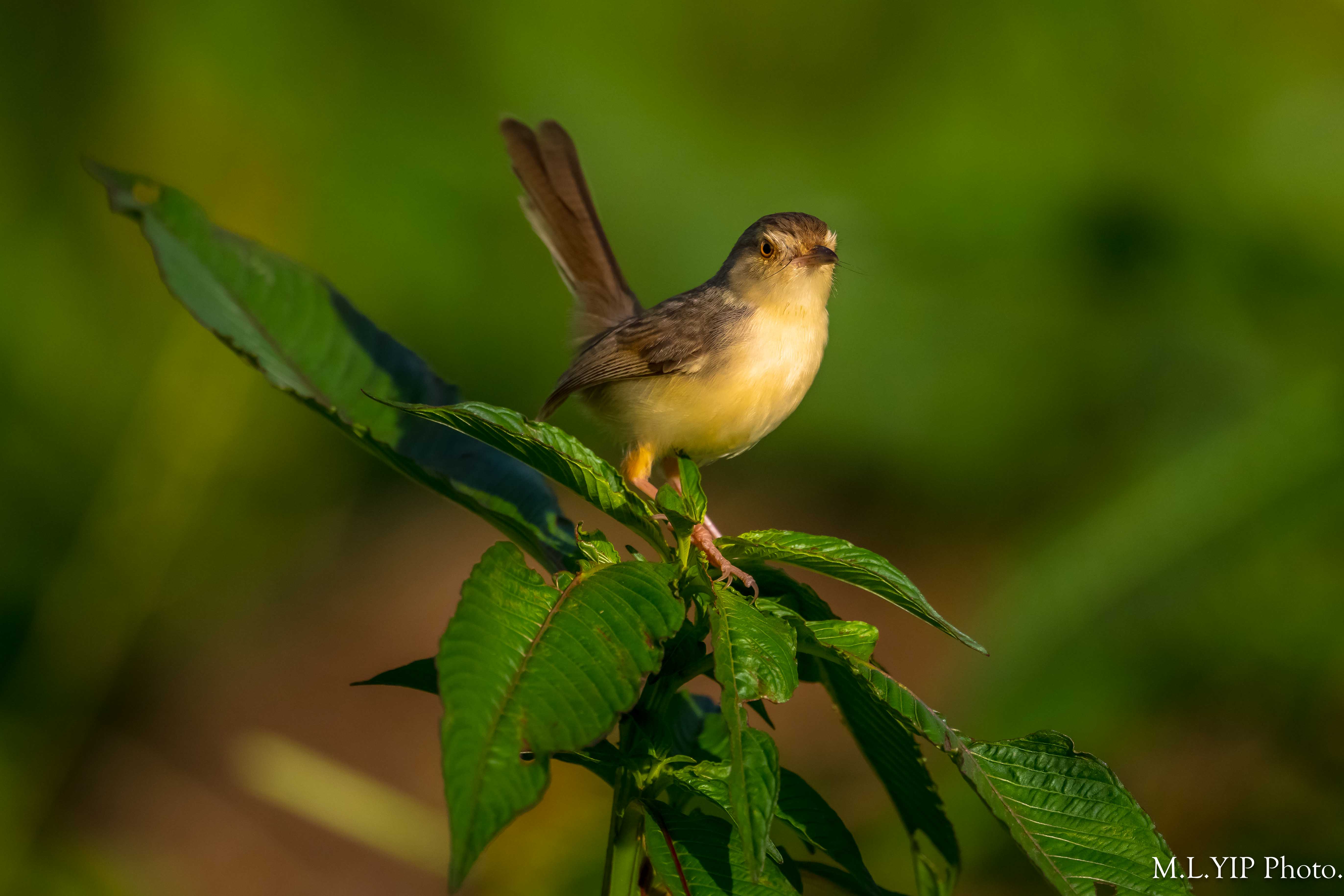 Z8S_0980.jpg