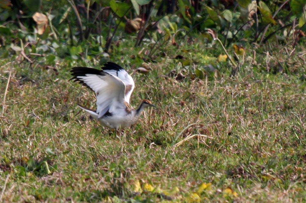 pheasant tailed jacana03.jpg