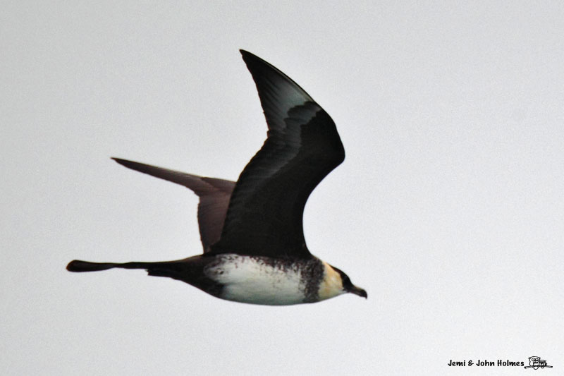 Pom_Skua100404-jjh-01.jpg