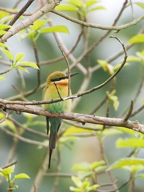 Blue-tailed-bee-eater.jpg
