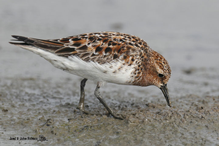 Stint_Red-necked_10-05-10_0.jpg