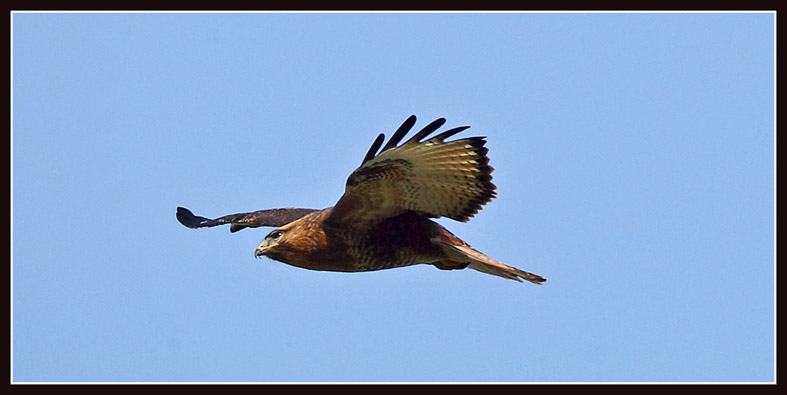 common buzzard 3.jpg