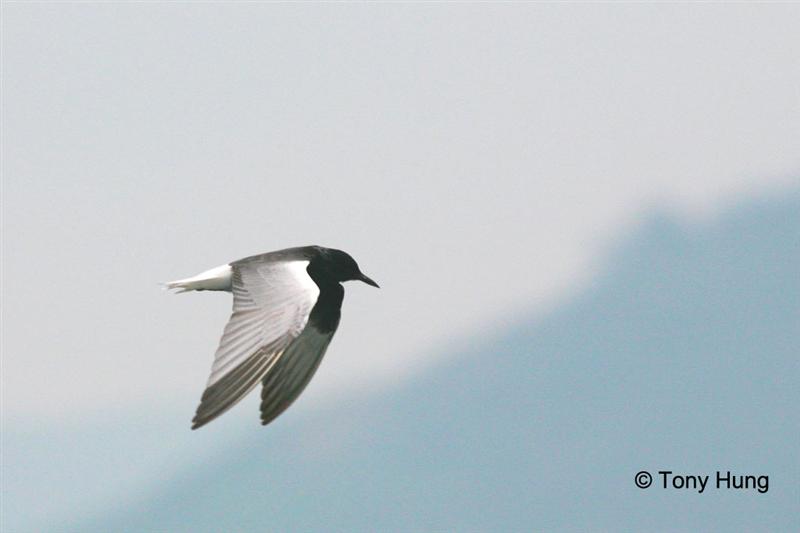 white winged tern2 (Medium).jpg