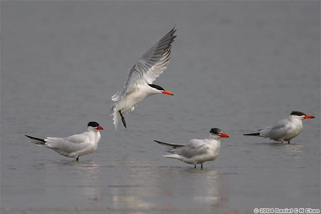 Caspian Tern