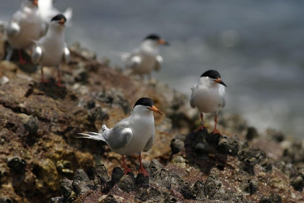 Roseate Tern