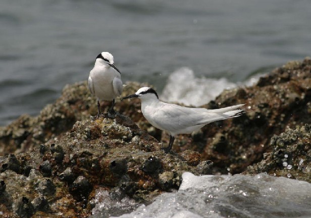 Black-naped Tern