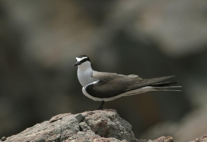 Bridled Tern