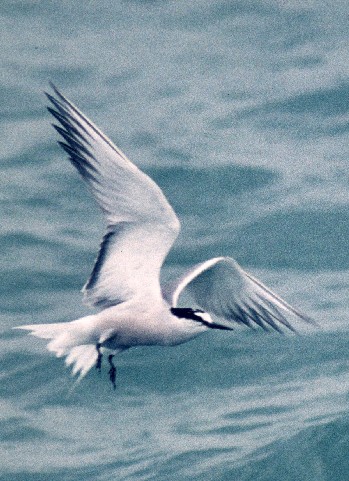 Aleutian Tern