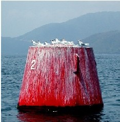 Black-naped Terns
