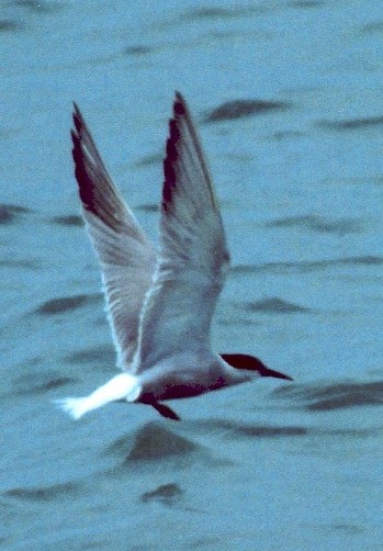 Common Tern