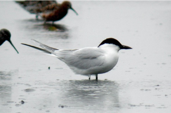 Gull-billed Tern