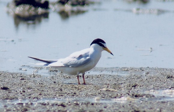 Little Tern