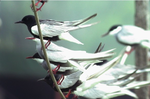 White-winged Black Tern